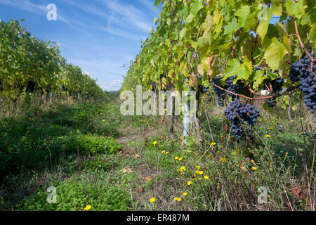 Trauben am Rebstock im Weingut in Mugello Region der östlichen Toskana in der Nähe von Londa Toskana Italien Stockfoto