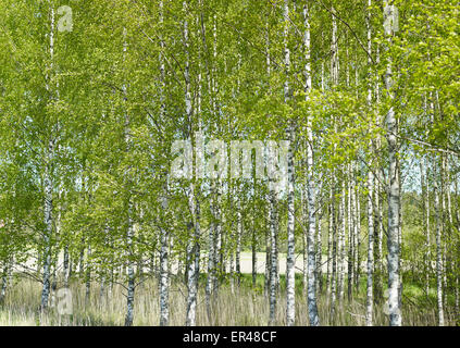 Gepflanzten Birkenwald in Finnland Stockfoto