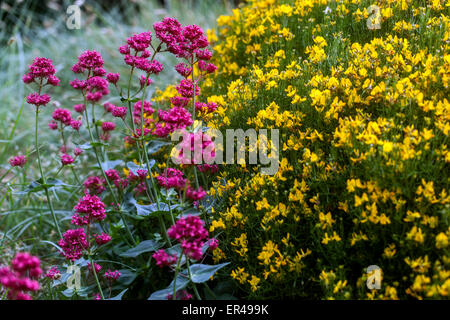 Roter Centranthus ruber coccineus Genista radiata Genista Garden Rayed Besen Star Besen gelbe Blüten Frühling getuftet blühend stachelig Compact Low Sträucher Stockfoto