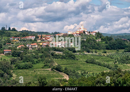 Goriška Brda in der Nähe von italienischen Grenzregion Reben produziert. Stockfoto