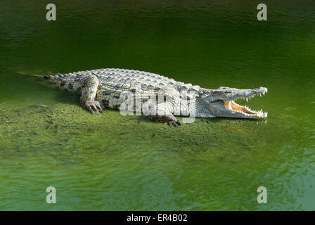 Alligator Mississipiensis Mund weit offen Stockfoto
