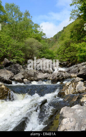 Schnell fließenden Fluss Towy Kaskadierung über Stein Felsbrocken Dinas RSPB Natur Reserve Rhandirmwyn Carmarthenshire Wales Stockfoto