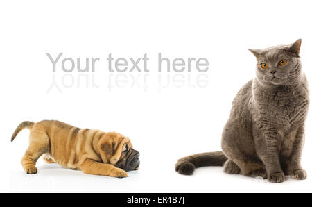 Sharpei Welpen und britische Katze isoliert auf weißem Hintergrund Stockfoto