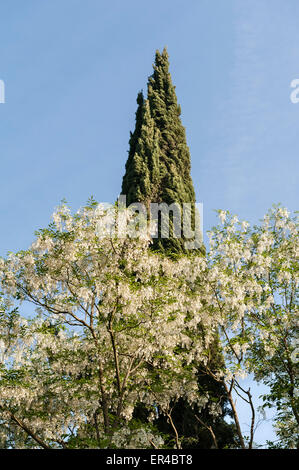 Ninfa, Latina, Lazio, Italien. Ein spektakuläre romantischen Landschaftsgarten inmitten der Ruinen eines mittelalterlichen Dorfes. Stockfoto