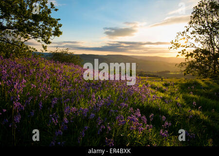 Glockenblumen und Eiche Bäume bei Sonnenuntergang auf den Wällen der Graben Hill Eisenzeit Wallburg in der Nähe von Hopesay in den Hügeln von Shropshire, England: Stockfoto