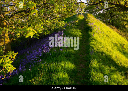 Glockenblumen und Eiche Bäume auf den Wällen der Graben Hill Eisenzeit Wallburg in der Nähe von Hopesay, Shropshire, England: Stockfoto