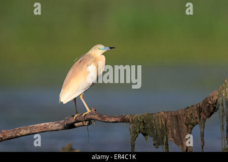 Squacco Heron in der Zucht Gefieder Stockfoto
