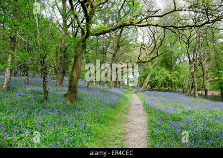 Weg durch die Einheimischen Glockenblumen in alten Hochland Traubeneichen Eichenwälder Dinas RSPB Natur Reserve Rhandirmwyn Carmarthenshire Stockfoto