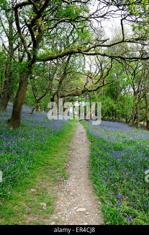 Pfad durch native Bluebells in alten Hochland Trauben-eiche woodland Dinas RSPB Nature Reserve Rhandirmwyn Carmarthenshire Wales UK Stockfoto