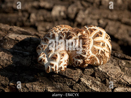 Shiitake Pilz-Closeup auf Eichenholz Stockfoto