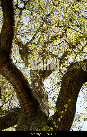 Eiche, Lokking oben im Baum auf einen sonnigen Frühling Tag, Hintergrund und Kopie Raum Stockfoto