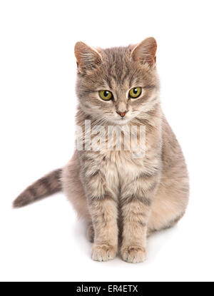 Graue Katze sitzend isoliert auf weißem Hintergrund Stockfoto
