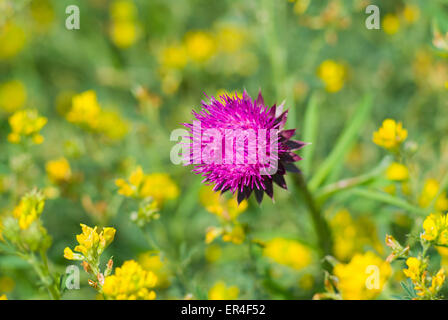 Einsame Distel (Cirsium) zu Beginn der Blüte Zeit stehend, gelb-grünen Hintergrund. Stockfoto