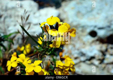 HÜBSCHE GELBE MAUERBLUME, PEVENSEY CASTLE (TUCH DES GOLDES). Stockfoto