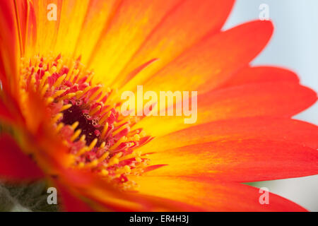 Gerbera Stockfoto