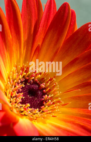 Orange und rote gerbera Stockfoto