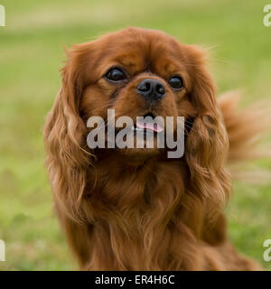 Cavalier King Charles spaniel Stockfoto