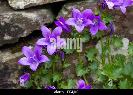 Blumen für die niedrig wachsenden Glockenblume, Campanula Portenschlagiana, wächst in einer alten Mauer Stockfoto