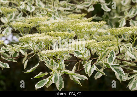 Frühlingsblumen schmücken das abgestufte Wachstum von den langsam wachsenden Hochzeitstorte Zierbaum, Cornus Controversa 'Variegata' Stockfoto