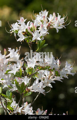 Weißen Blüten der duftenden laubabwerfende Azalee, Rhododendron "Snowbird" Stockfoto