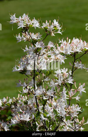 Weißen Blüten der duftenden laubabwerfende Azalee, Rhododendron "Snowbird" Stockfoto