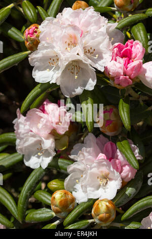 Frühlingsblumen von mounded immergrüner Strauch, Rhododendron Yakushimanum "Koichiro Wada" Stockfoto
