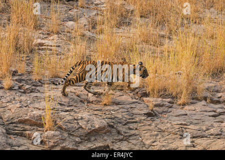 Wilden Bengal Tigerbaby läuft auf einem felsigen Hügel in Ranthambhore Tiger reserve Stockfoto