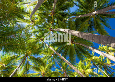 Niedrigen Winkel Foto von vielen Palmen am tropischen Strand Stockfoto