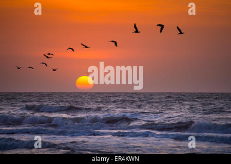 Pelikane bei Sonnenaufgang Meer Landschaft Stockfoto