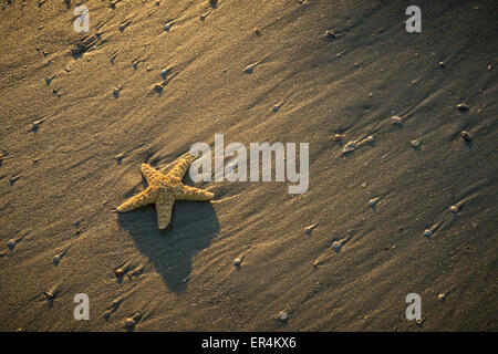 Seestern mit Muscheln bei Sonnenaufgang am Strand Stockfoto