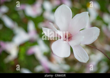 Blume auf Magnolie Stockfoto