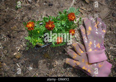 Blumen Pflanzen Stockfoto
