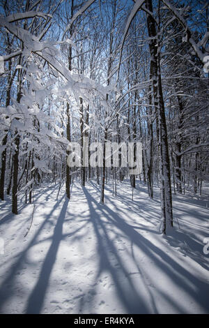 Sonne & Schatten im verschneiten Wald Stockfoto