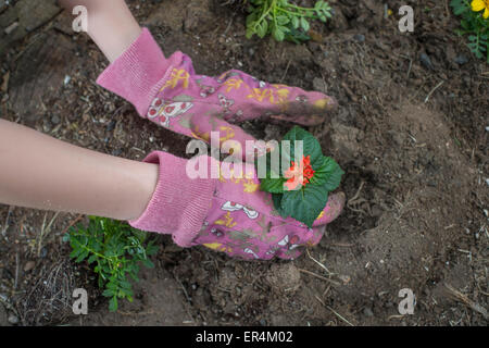 Blumen Pflanzen Stockfoto