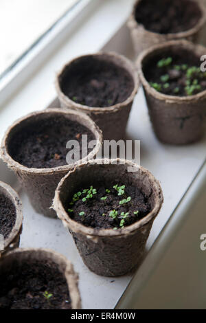 Anbau von Kräutern aus Samen in kleinen Karton Töpfen auf der Fensterbank Stockfoto