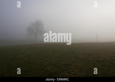 Lonely Pear Tree an einem nebligen Wiese mit einem Einpoligen im späten Herbst Stockfoto