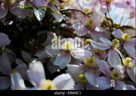 Clematis Montana, bekannt als Himalaya Clematis oder Anemone Clematis ist eine früh blühende Pflanze der Gattung Clematis. Stockfoto