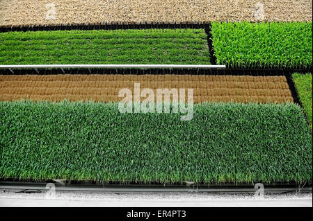 Vertikale Felder von Weizen, Mais, Reis und anderes Gemüse, eine Lösung für die Fuiture Landwirtschaft darstellt Stockfoto