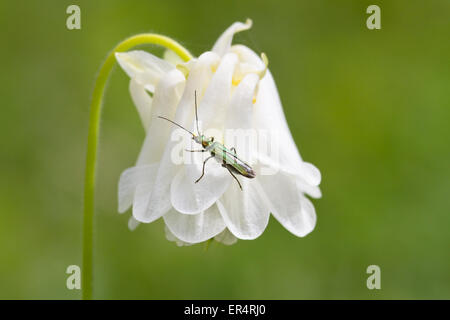 Eine weibliche falsche Öl Käfer (Oedemera Nobilis) kriechen über eine gemeinsame Akelei (Aquilegia Vulgaris) Blume Stockfoto