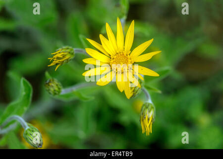 Zwerg Golden Aster, Heterotheca pumila Stockfoto