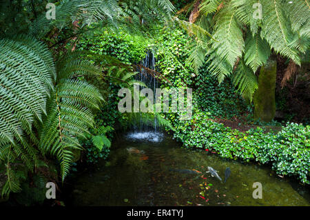 Baumfarne und grün neben einem Pool mit Wasserfall und Fisch im Trebah Gardens in Cornwall, England Stockfoto
