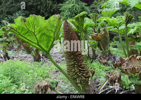Gunnera Manicata oder Riesen Rhabarber im Frühjahr Uk Stockfoto