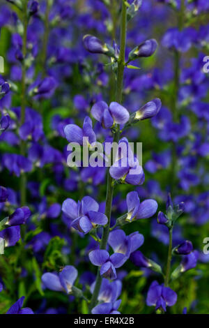 Blau, wildem Indigo oder blauen False Indigo Baptisia australis Stockfoto