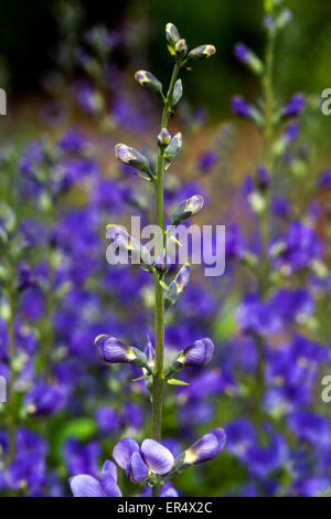 Blau, wildem Indigo oder blauen False Indigo Baptisia australis Stockfoto