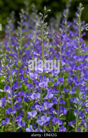 Blau, wildem Indigo oder blauen False Indigo Baptisia australis Stockfoto