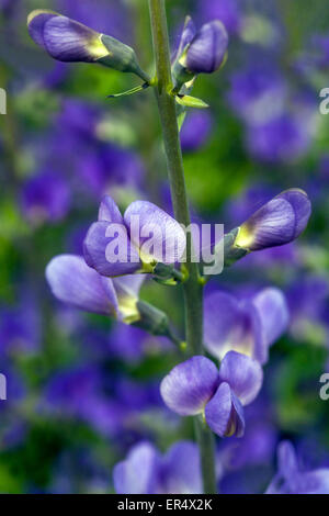 Blau, wildem Indigo oder blauen False Indigo Baptisia australis Stockfoto