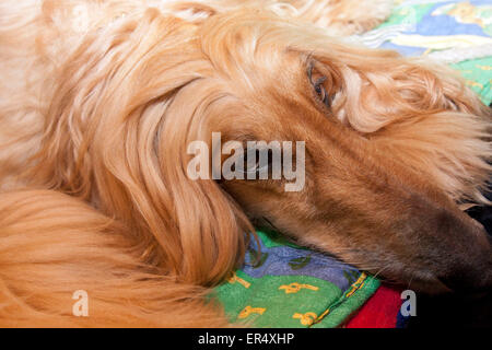 Afghanischer Windhund, Crufts 2014 im NEC in Birmingham, Großbritannien. 8. März 2014 Stockfoto