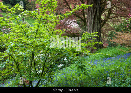 Bunter Frühling Bäume und Sträucher im Trebah Gardens in der Nähe von Falmouth in Cornwall, England. Stockfoto