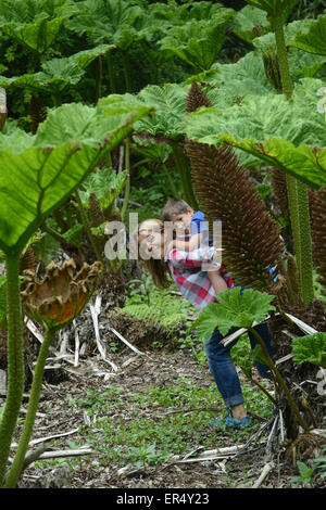 Mutter und Kind Garten Wildpflanzen Gunnera Manicata oder Riesen-Rhabarber im Frühjahr Königreich erkunden Stockfoto