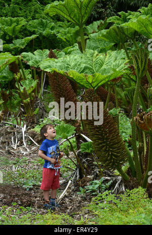 Kleines Kind und riesige Anlage Gunnera Manicata oder Riesen Rhabarber im Frühjahr Uk Stockfoto